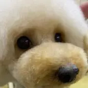 yukaronの画像
