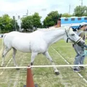 はるの画像