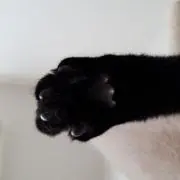 にゃんこさんズの画像