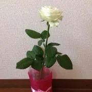 Narumiの画像