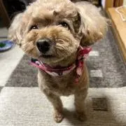 Masaの画像