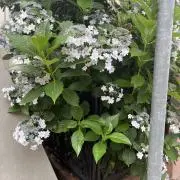 ととの画像