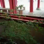 くまのこワークスの画像