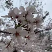 おーぴーの画像