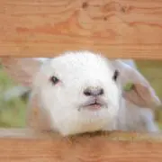 まるの画像