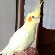チャンの画像