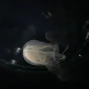 usの画像