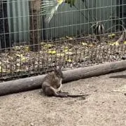 小さいものクラブの画像
