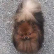 Iwamoto Ran