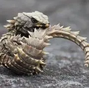 アルマジロトカゲ