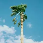 ノン