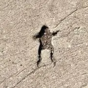 Starfrogの画像