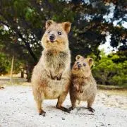 しゃけ大根の画像