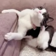 ♡の画像