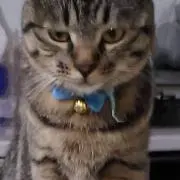 まこも