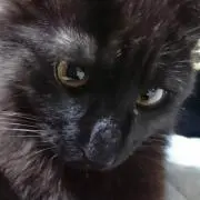にゃーしゃ