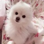 ぽんぽんの画像