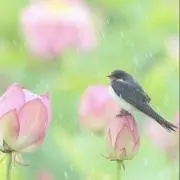 chaaaの画像
