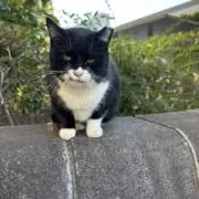 バズライトレフトの画像