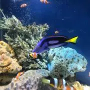 きゃらの画像