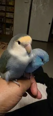 りんご