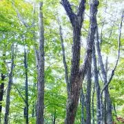 ryoの画像