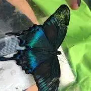 アゲハ