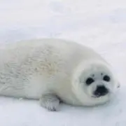生き残りのあざらしの画像