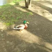 リュウセイ