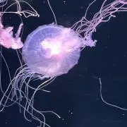 くらげの画像