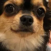 チャチャ