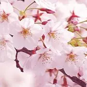 姫川
