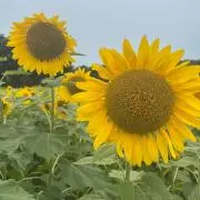 ひまわりの画像