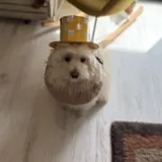 まるおの画像