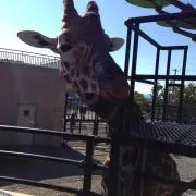 さき