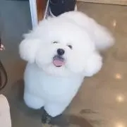 suzikoの画像