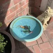 まめまる
