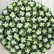 eco