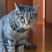 きくらげの画像