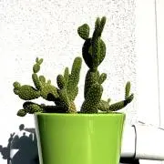 gakuの画像