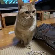 アンチョビの画像