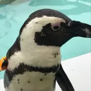 ともの画像