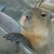カピバラさんの画像