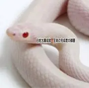 白蛇大願成就⛩至高の完成度の御護の画像