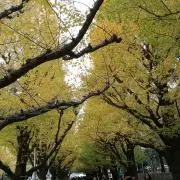 はなはなの画像