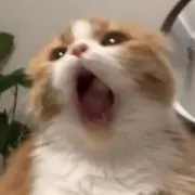 まかろにの画像