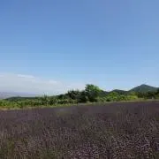 fluffyの画像