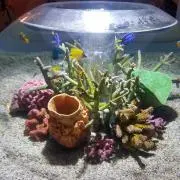 MFCの画像