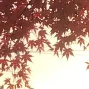 なーさん