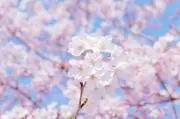 サクラヒラリ